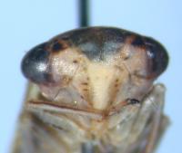 Idiocerus stigmaticalis