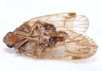 Xenoliarus placitus