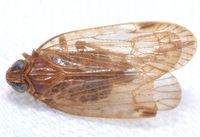 Xenoliarus placitus