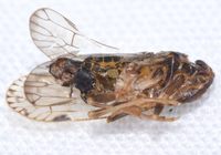 Xenoliarus placitus