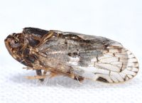 Xenoliarus placitus