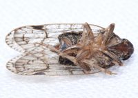 Xenoliarus placitus