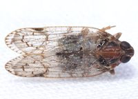 Xenoliarus placitus