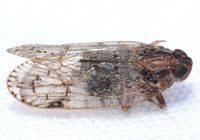 Xenoliarus placitus