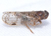 Xenoliarus placitus