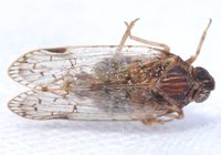 Xenoliarus placitus