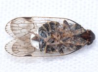 Xenoliarus placitus