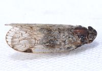 Xenoliarus placitus