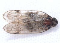 Xenoliarus placitus
