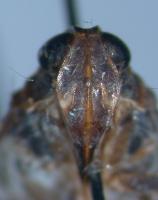 Xenoliarus placitus