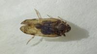 Xenoliarus placitus