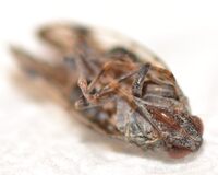 Xenoliarus placitus