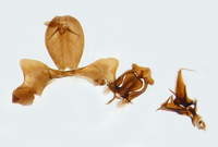 Xenoliarus placitus
