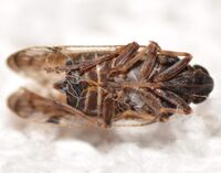 Cilidius vicarius