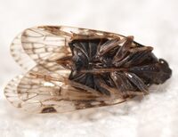 Xenoliarus placitus