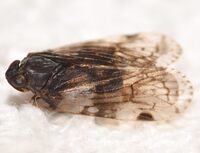 Xenoliarus placitus