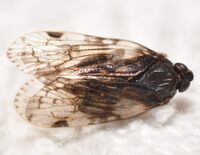 Xenoliarus placitus