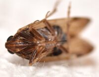 Xenoliarus placitus