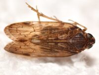 Xenoliarus placitus