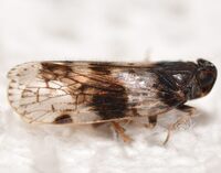 Xenoliarus placitus