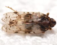 Xenoliarus placitus