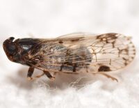 Xenoliarus placitus