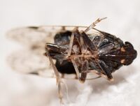 Xenoliarus placitus