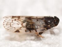 Xenoliarus placitus