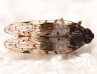Xenoliarus placitus