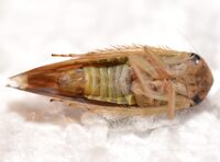 Chlorotettix fuscus