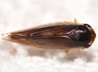 Chlorotettix fuscus