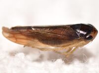Chlorotettix fuscus