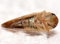 Chlorotettix fuscus