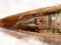 Chlorotettix fuscus