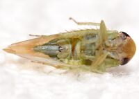 Chlorotettix leersius n. sp.