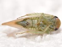 Chlorotettix leersius n. sp.