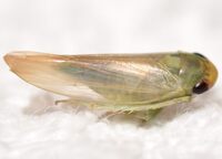 Chlorotettix leersius n. sp.