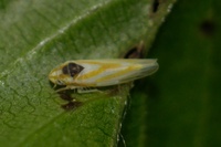 Erythridula noeva