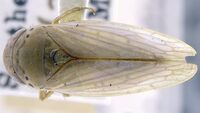 Polana quadrinotata