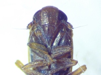 Epeurysa nawaii