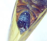 Epeurysa nawaii