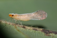 Litophallus schellenbergii
