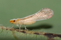 Litophallus schellenbergii