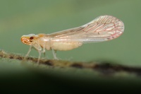 Litophallus schellenbergii