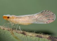 Litophallus schellenbergii