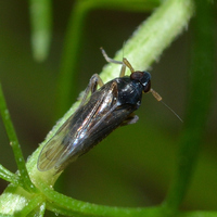 Pissonotus piceus