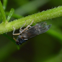Pissonotus piceus