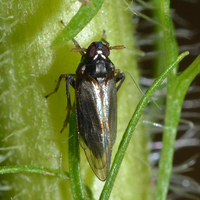 Pissonotus piceus