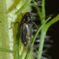 Pissonotus piceus