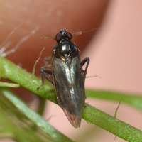 Pissonotus piceus